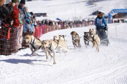 Lenk 2013